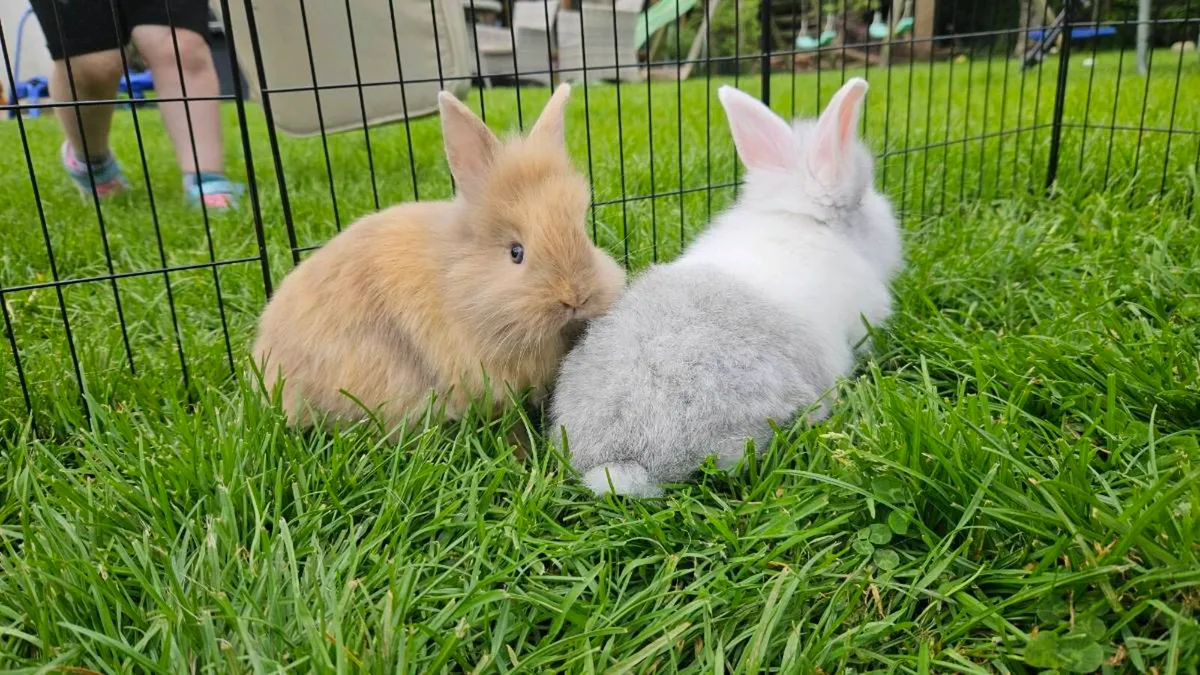 Baby bunnies for sale! 🐇💖 - Image 1