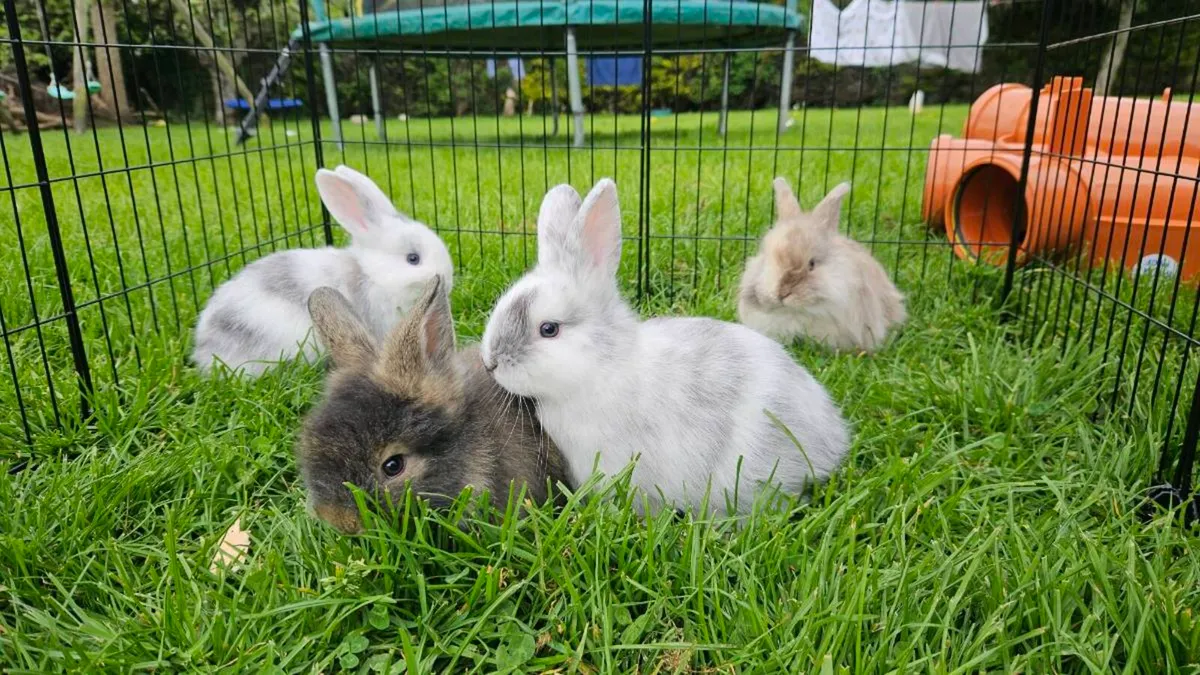 Baby bunnies for sale! 🐇💖 - Image 2