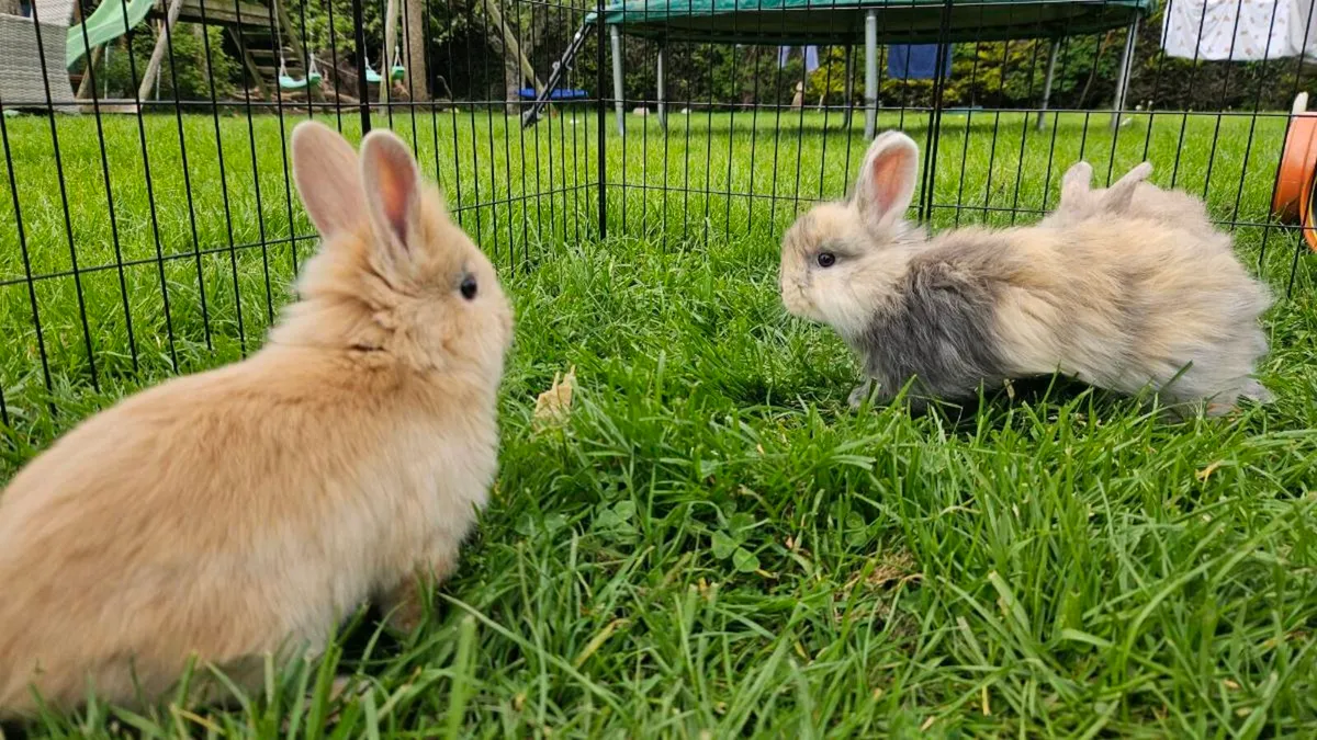 Baby bunnies for sale! 🐇💖 - Image 3