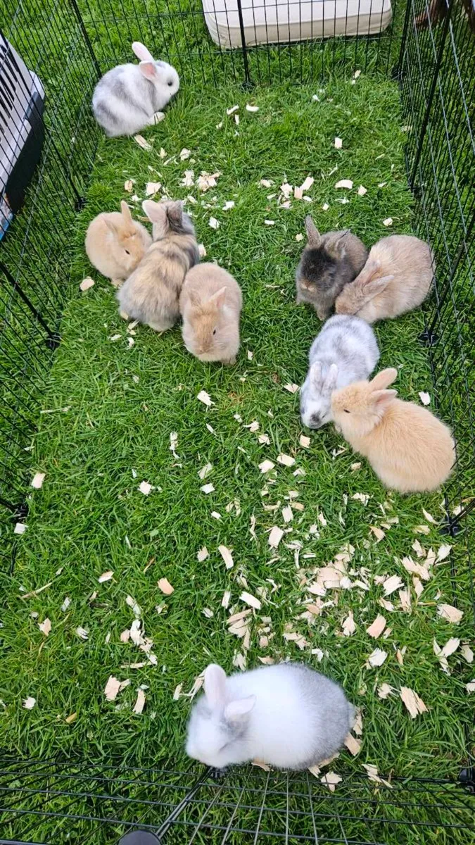 Baby bunnies for sale! 🐇💖 - Image 4