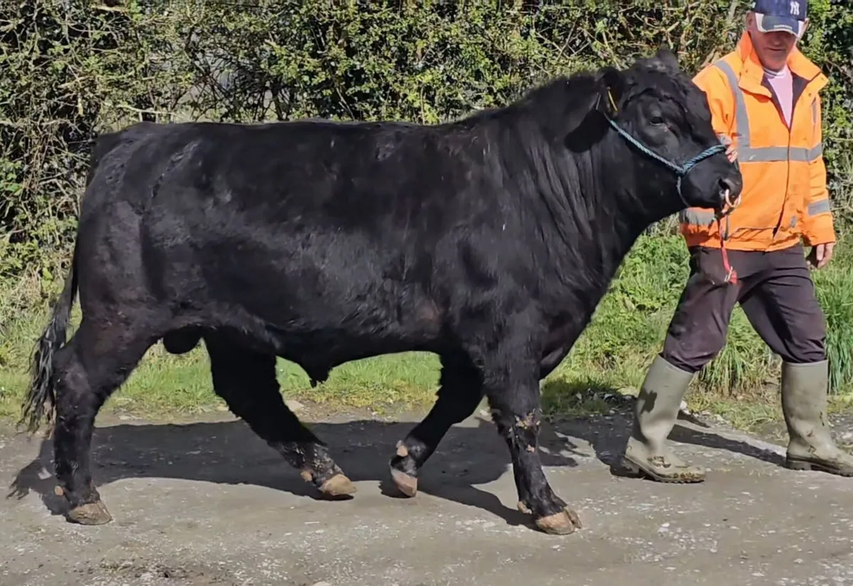 Aberdeen Angus bull - Image 1