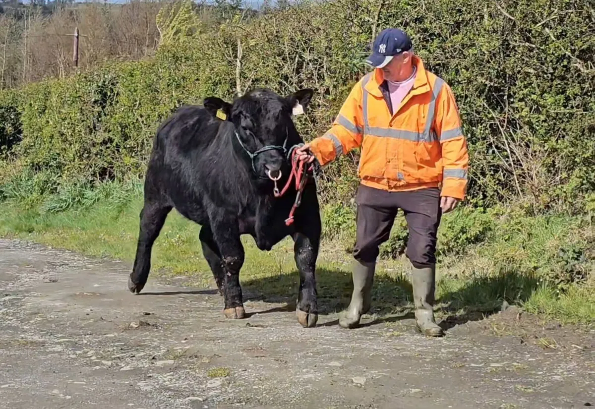 Aberdeen Angus bull - Image 2