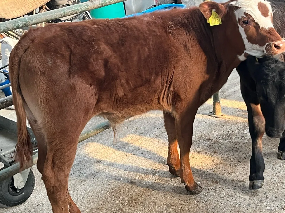 10 Super 180Kg Continental Bull Runners - Image 4