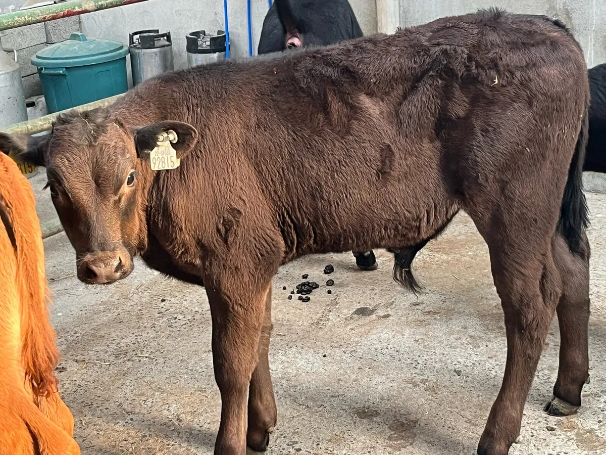 10 Super 180Kg Continental Bull Runners - Image 2