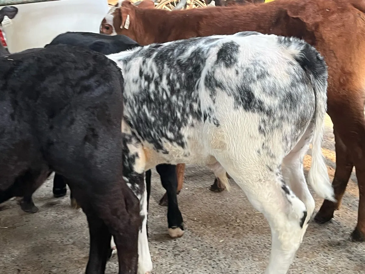 10 Super 180Kg Continental Bull Runners - Image 3