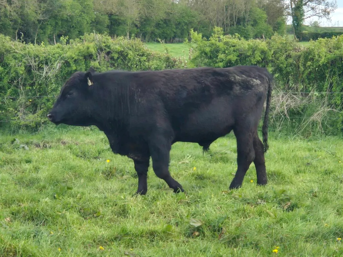 Purebred Angus Bulls Available July - Image 2