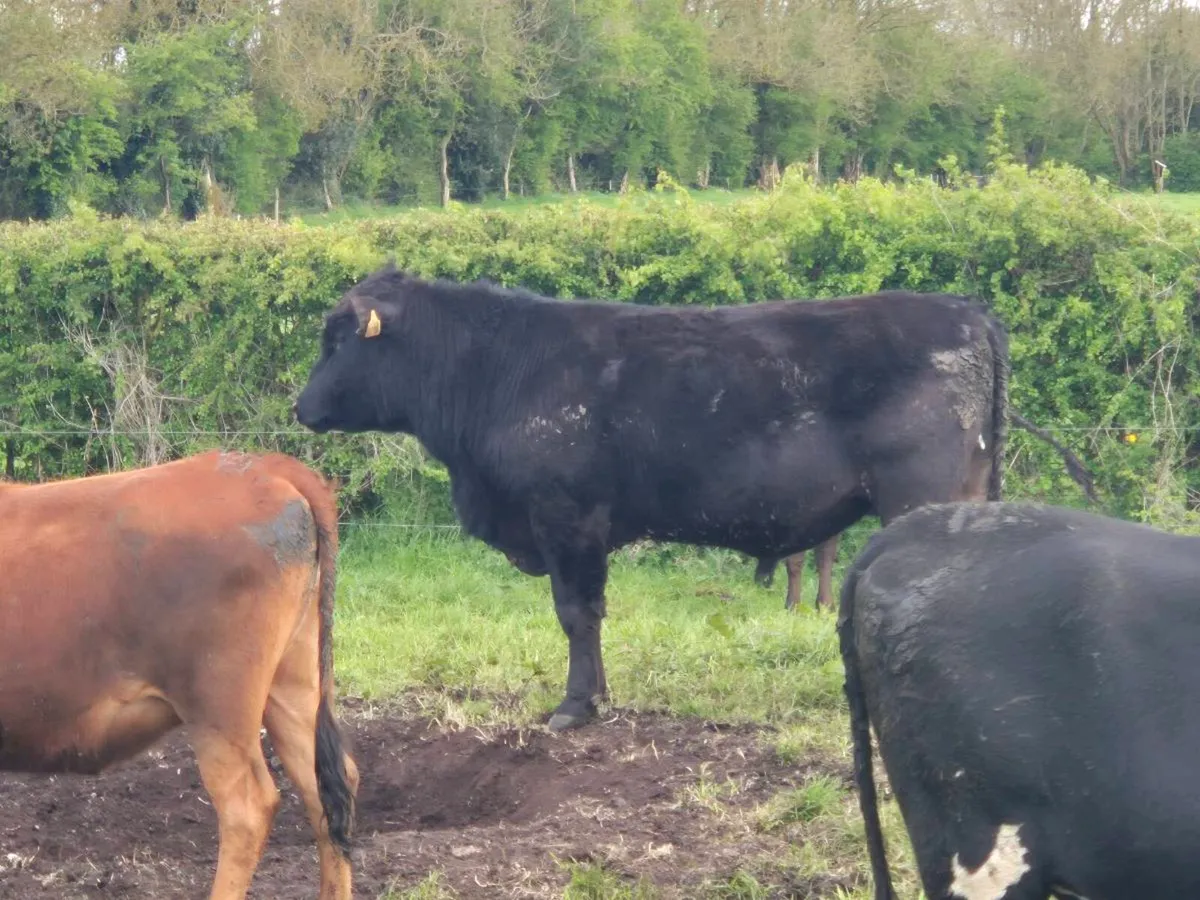 Purebred Angus Bulls Available July - Image 3