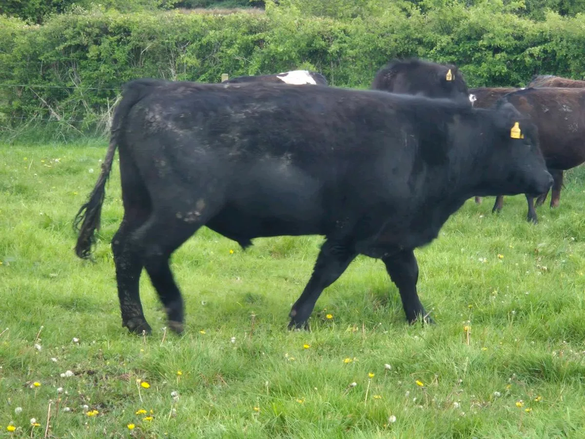 Purebred Angus Bulls Available July - Image 4
