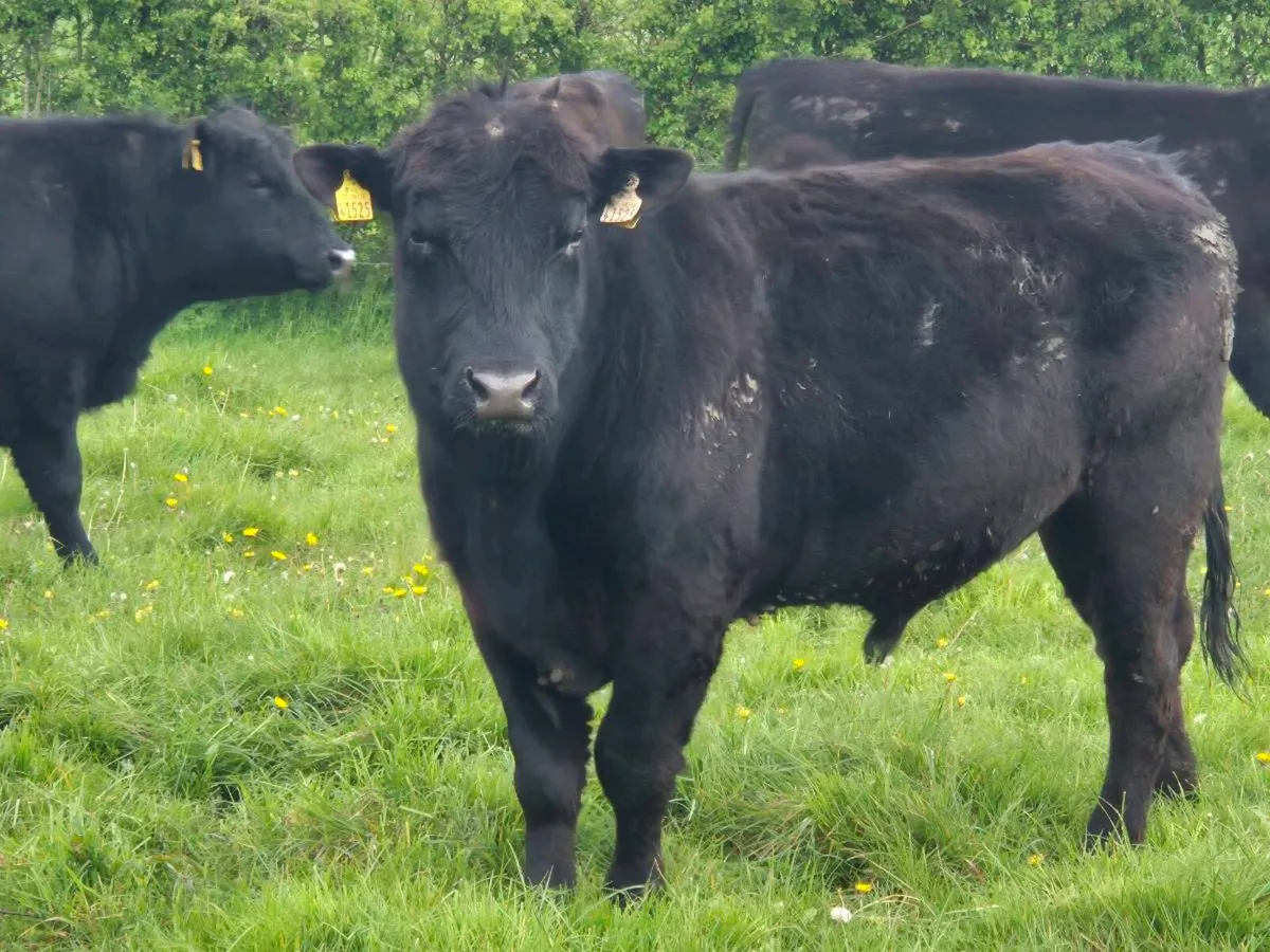 Purebred Angus Bulls Available July - Image 1