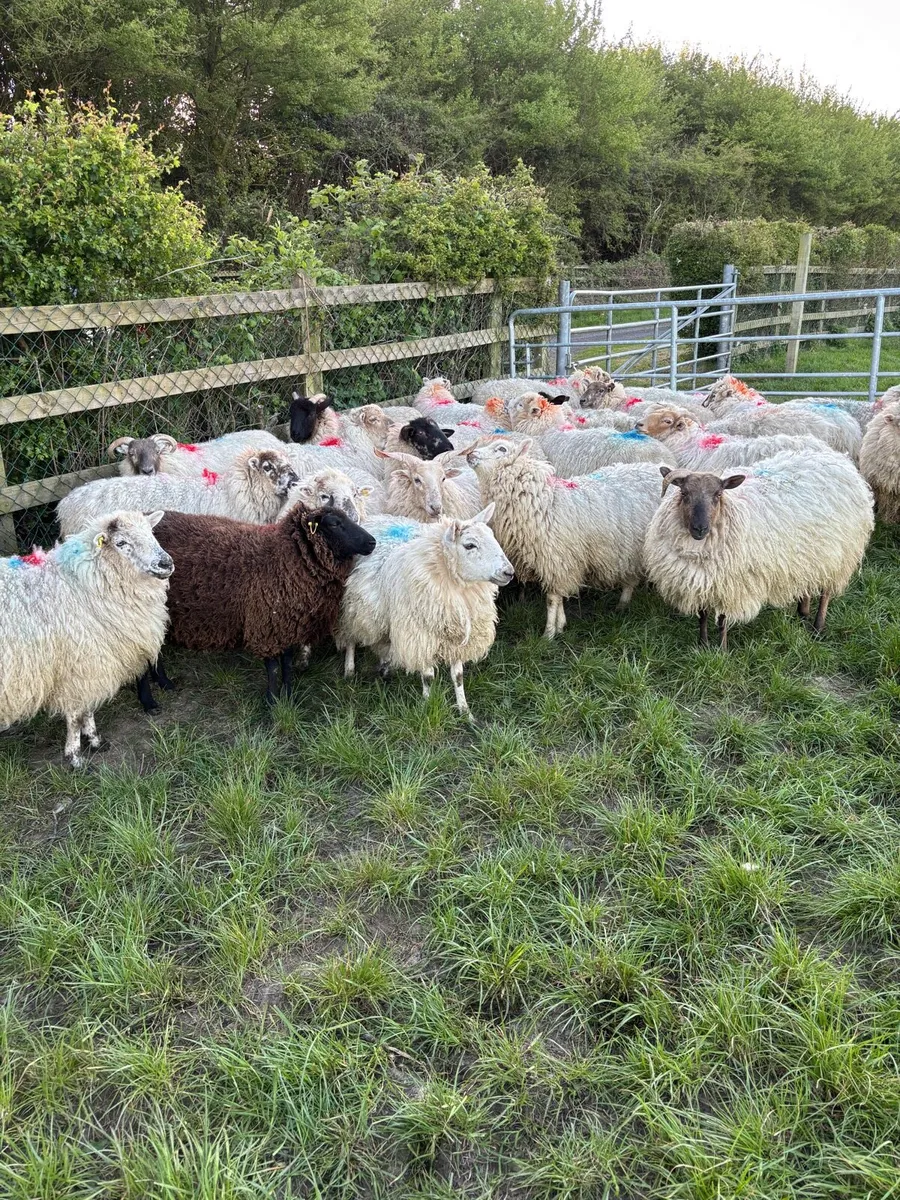 Hoggets in lamb - Image 2