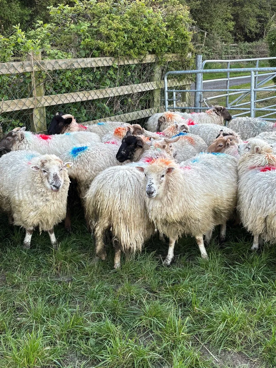 Hoggets in lamb - Image 3