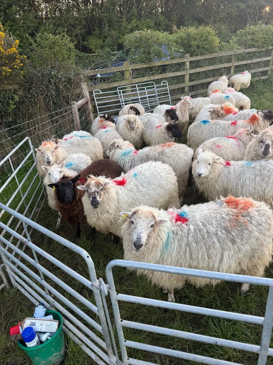 Hoggets in lamb - Image 4