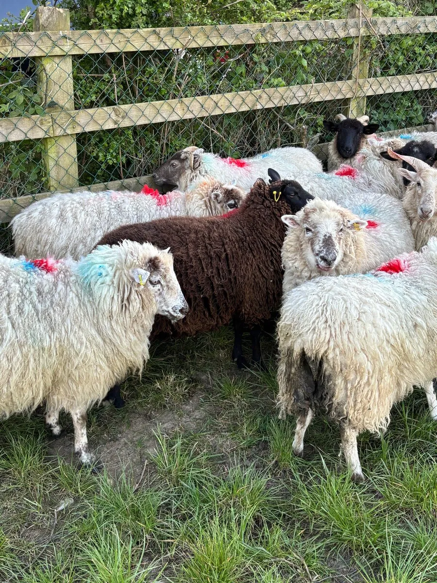 Hoggets in lamb - Image 1