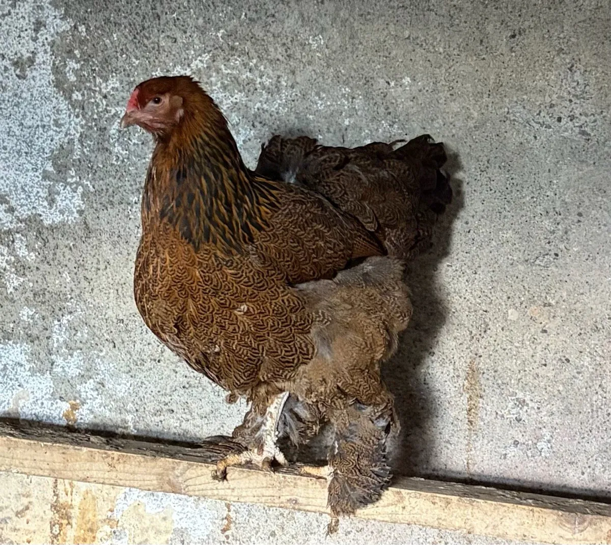 Buff Orpington/Gold Brahma - Image 1