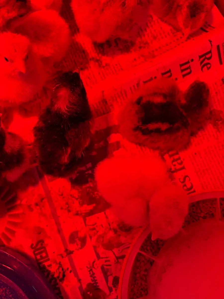 Buff Orpington/Gold Brahma - Image 2