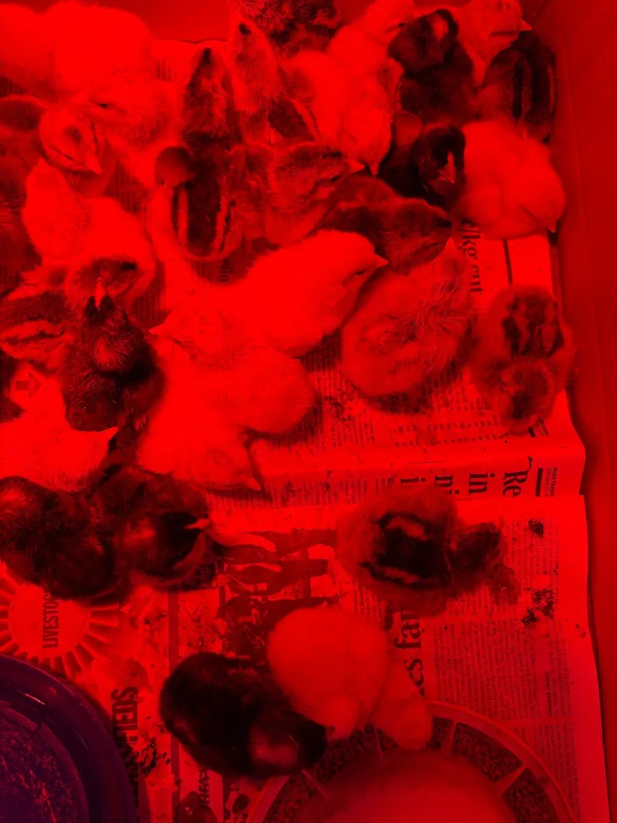 Buff Orpington/Gold Brahma - Image 3