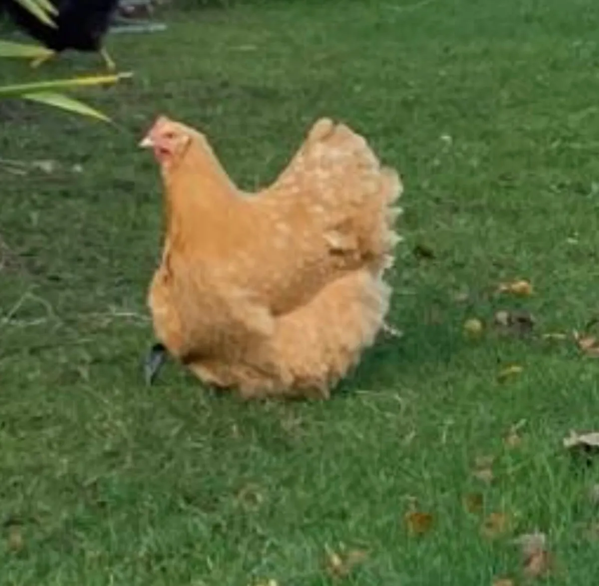 Buff Orpington/Gold Brahma - Image 4