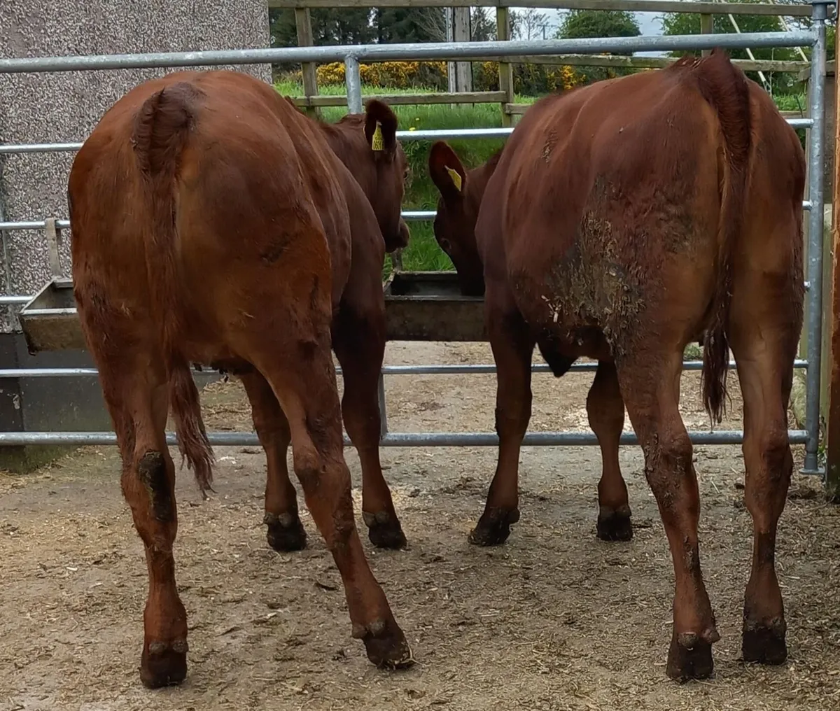 Two Red  Aberdeen  Angus Maiden Heifers - Image 2