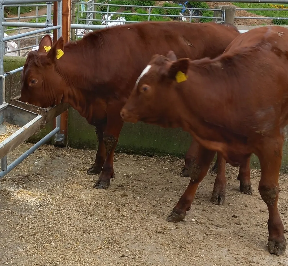 Two Red  Aberdeen  Angus Maiden Heifers - Image 3