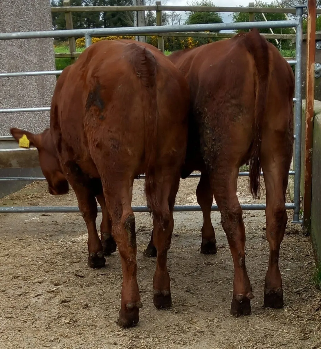 Two Red  Aberdeen  Angus Maiden Heifers - Image 4