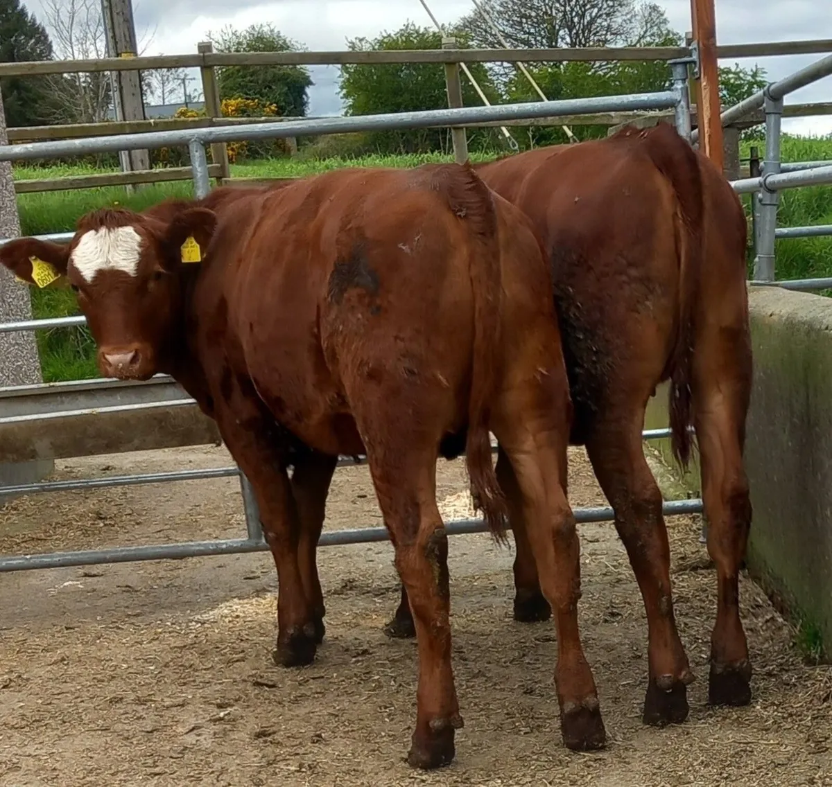 Two Red  Aberdeen  Angus Maiden Heifers - Image 1