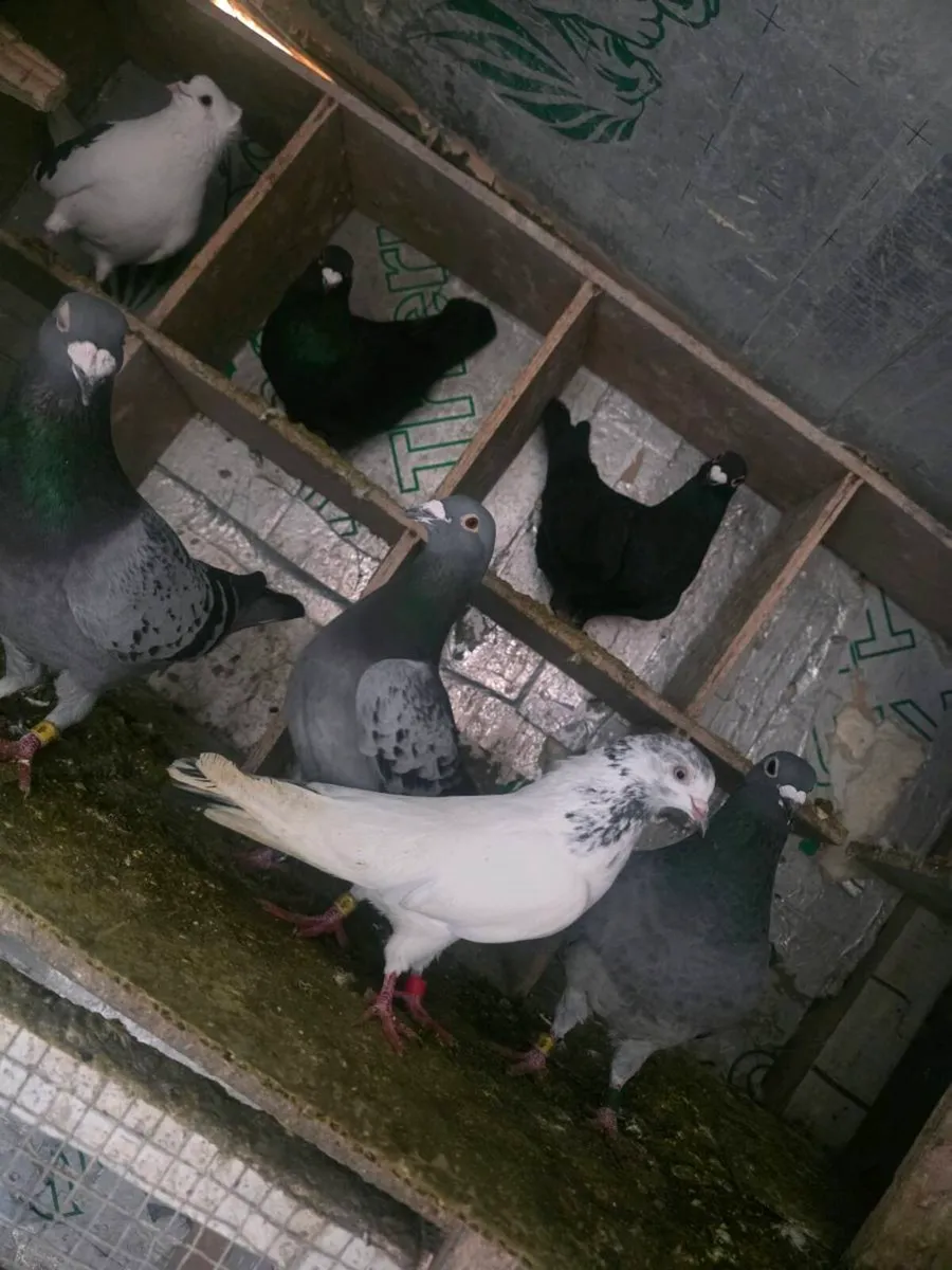 Pigeon - Image 4