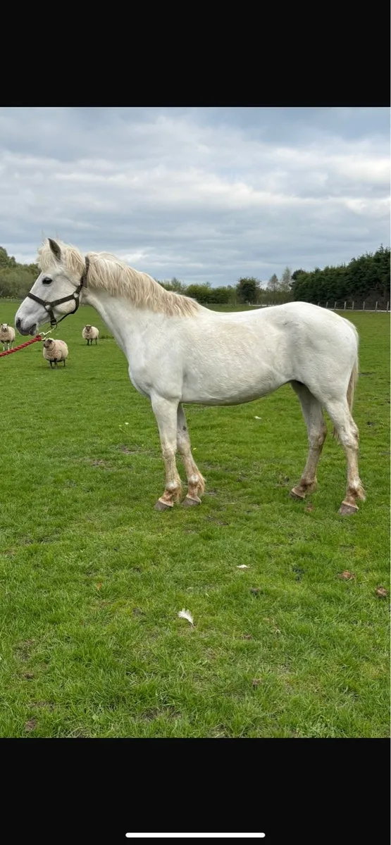 Quality Connemara brood mare - Image 1
