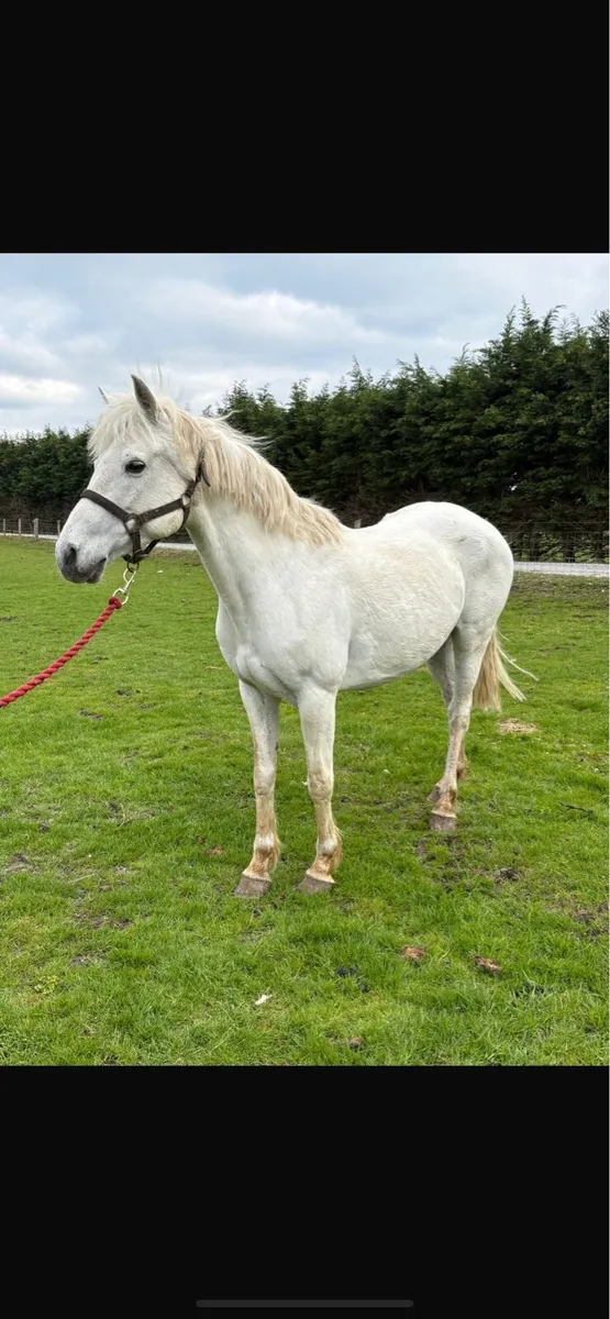 Quality Connemara brood mare - Image 3