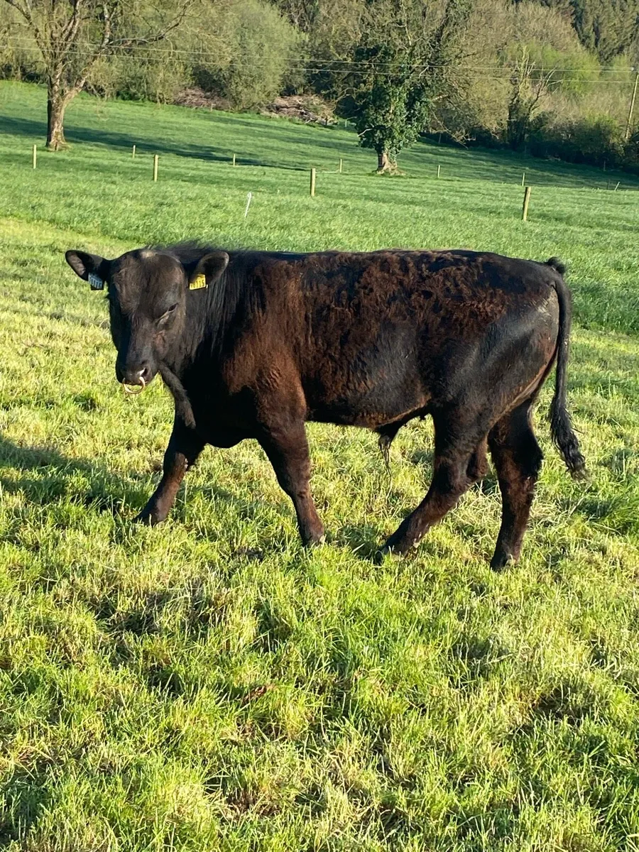 Livestock - Image 1