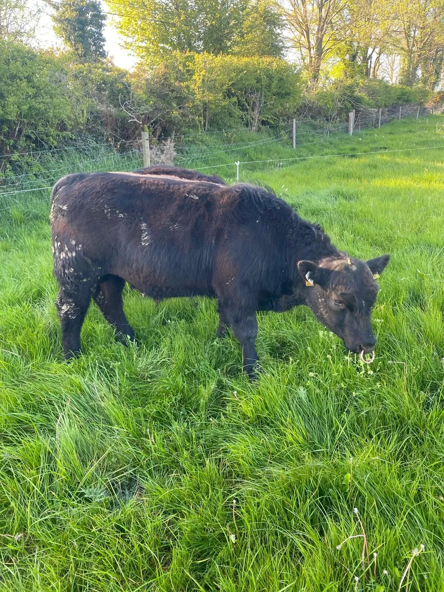 Livestock - Image 2