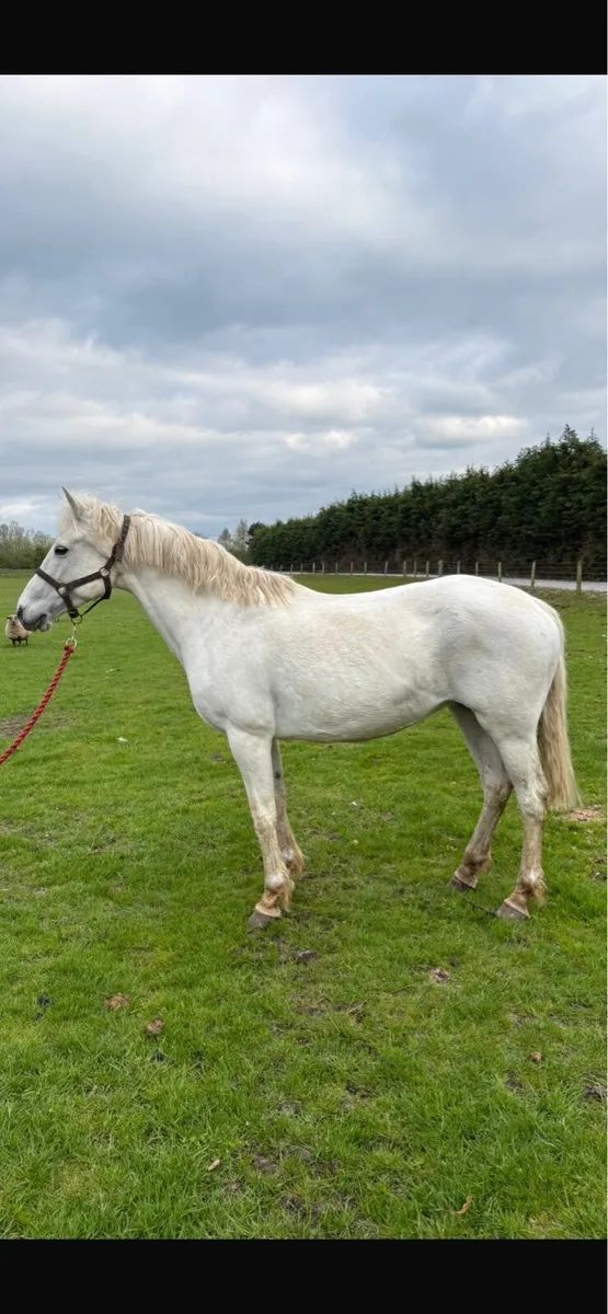 Quality Connemara brood mare - Image 2