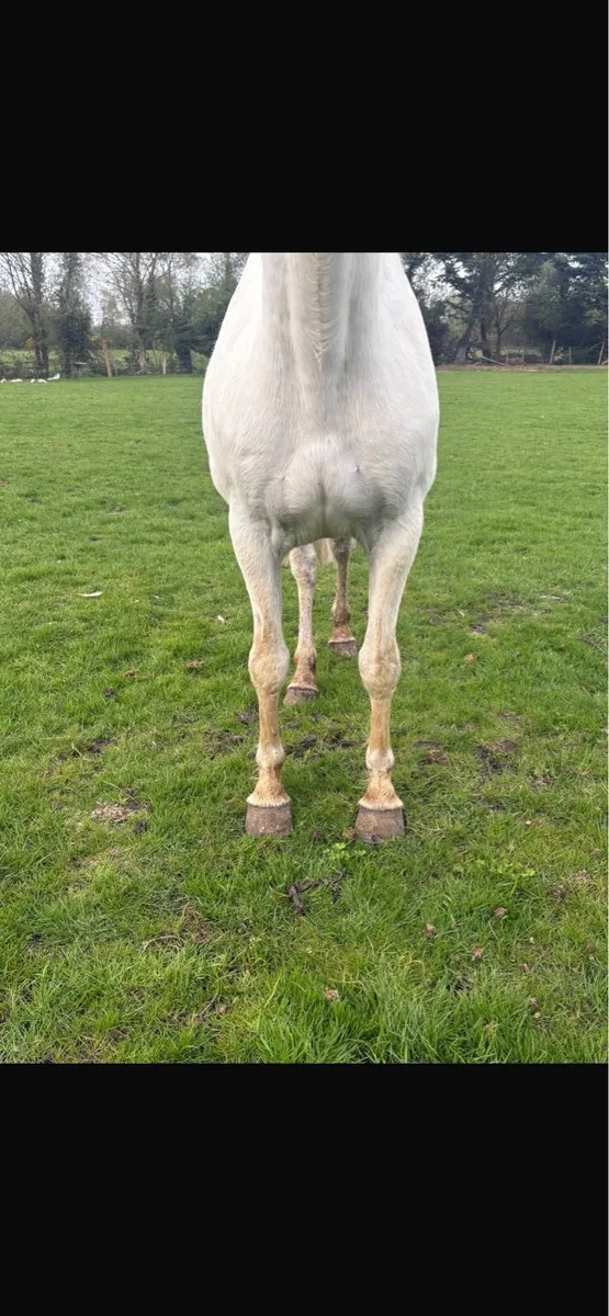 Quality Connemara brood mare - Image 4