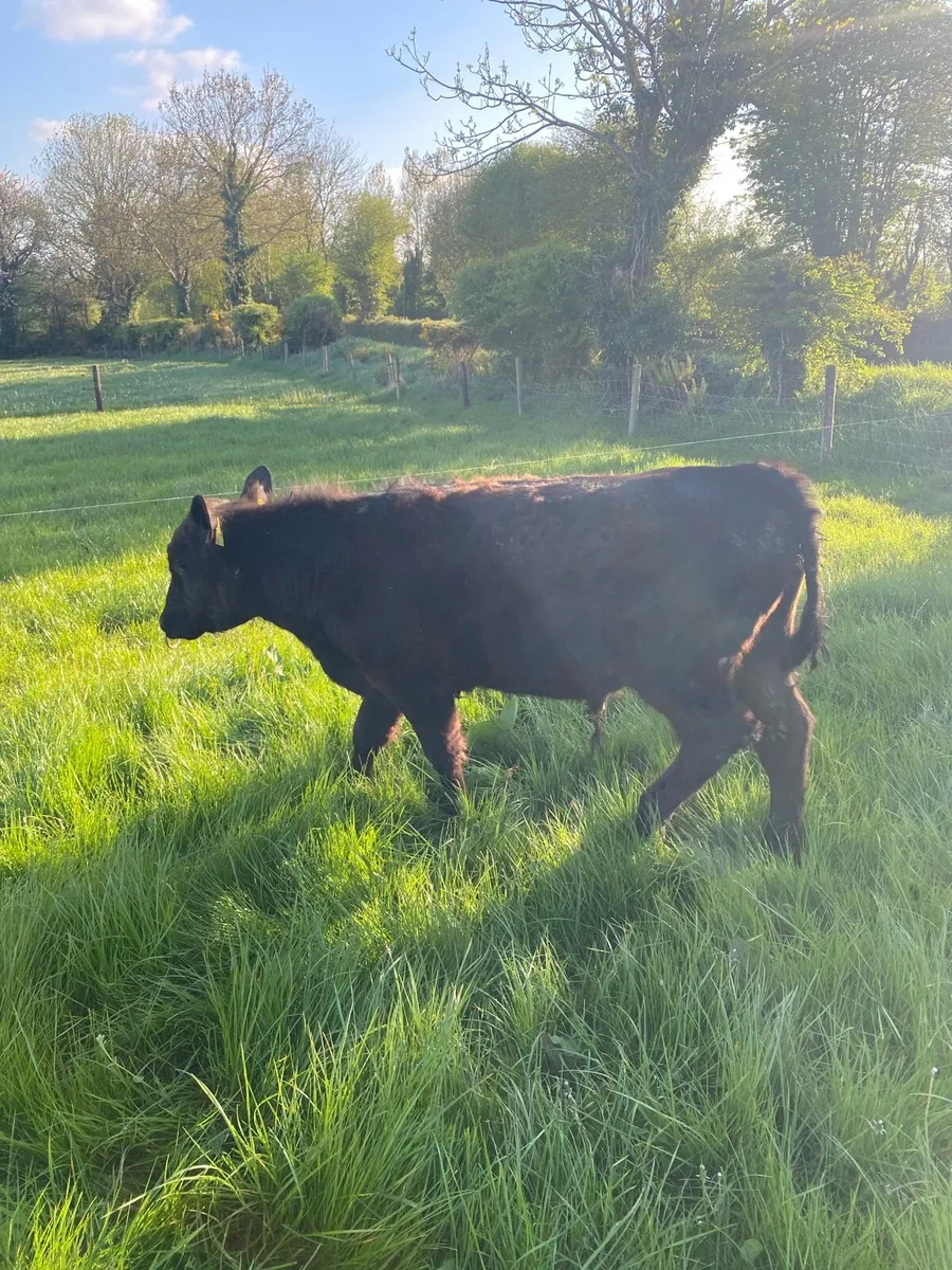 Livestock - Image 3