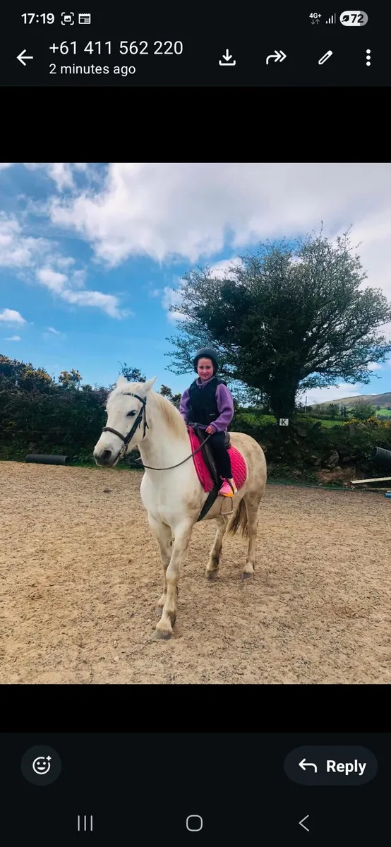 7 yr old connie mare - Image 1