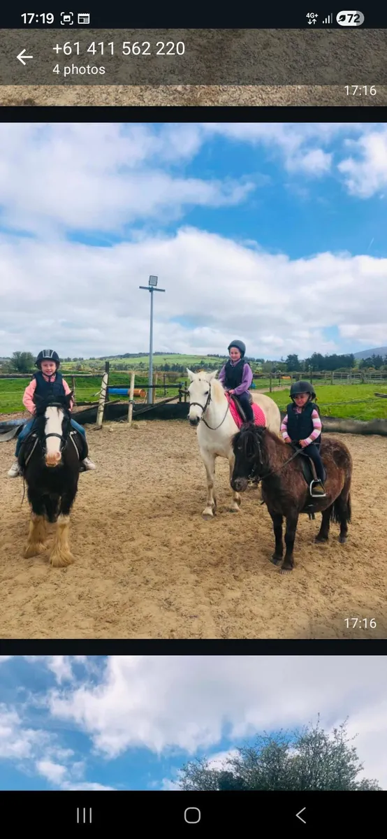 7 yr old connie mare - Image 2