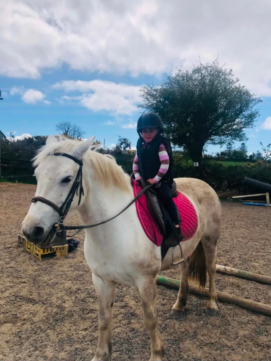 7 yr old connie mare - Image 3