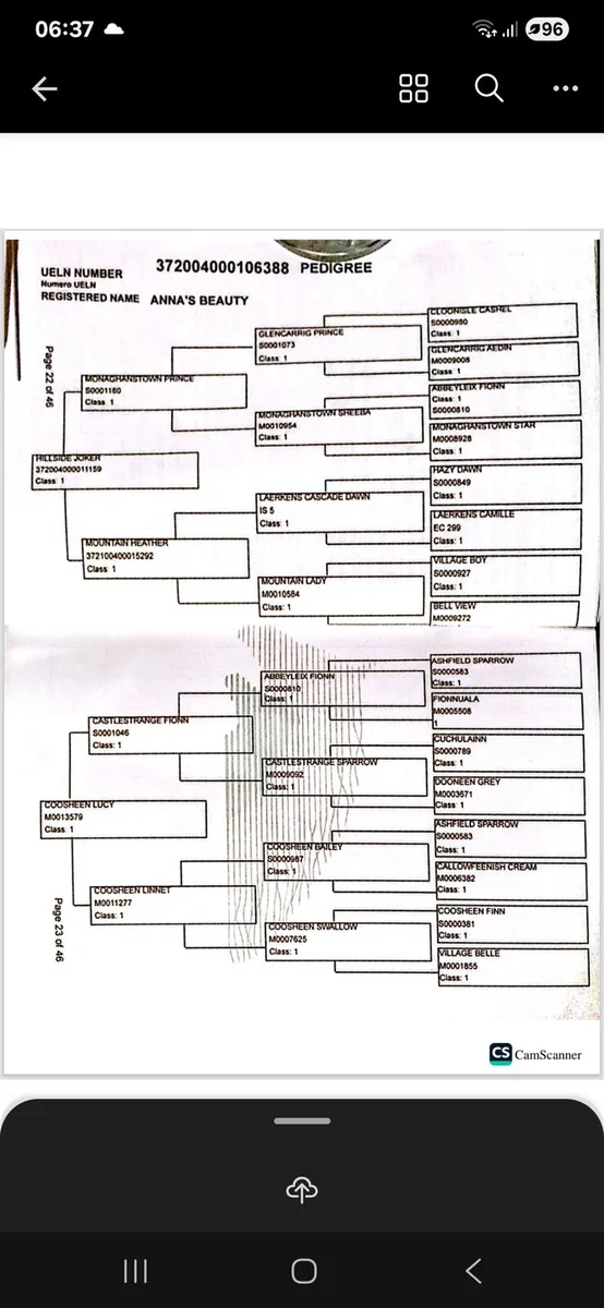 7 yr old connie mare - Image 4