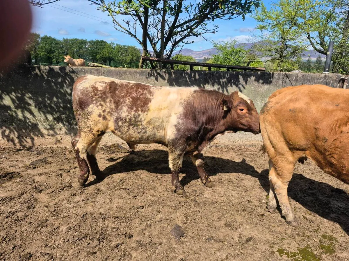 Shorthorn Bull - Image 1