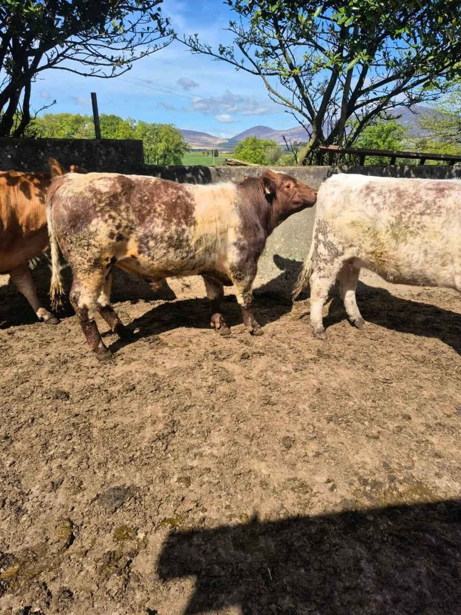 Shorthorn Bull - Image 2