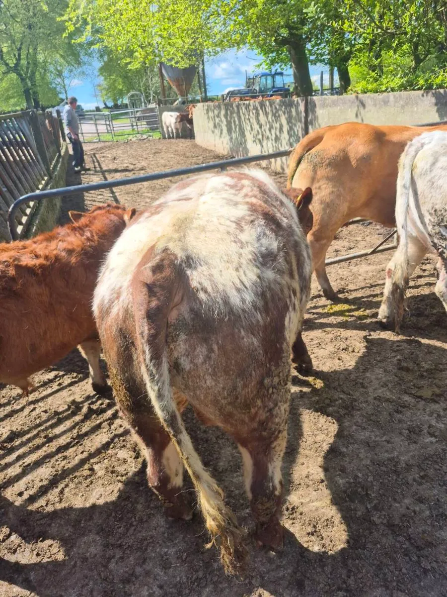 Shorthorn Bull - Image 3