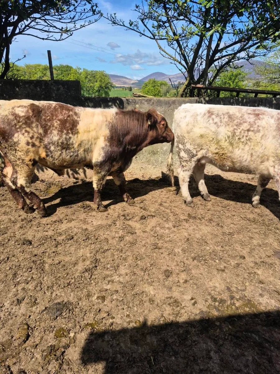 Shorthorn Bull - Image 4