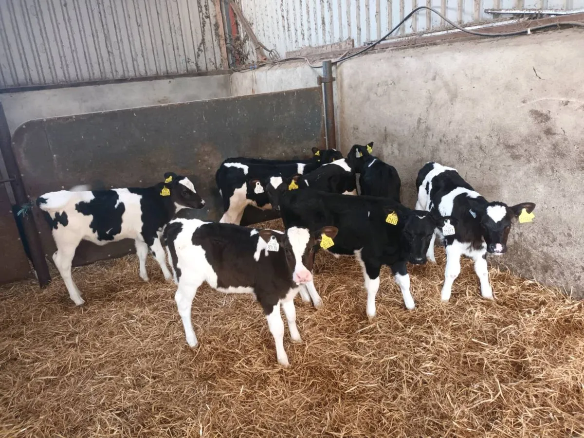 8 FRIESEN HEIFER CALVES FOR SALE - Image 1