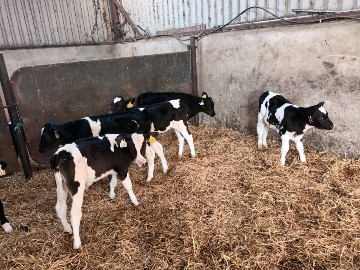 8 FRIESEN HEIFER CALVES FOR SALE - Image 4