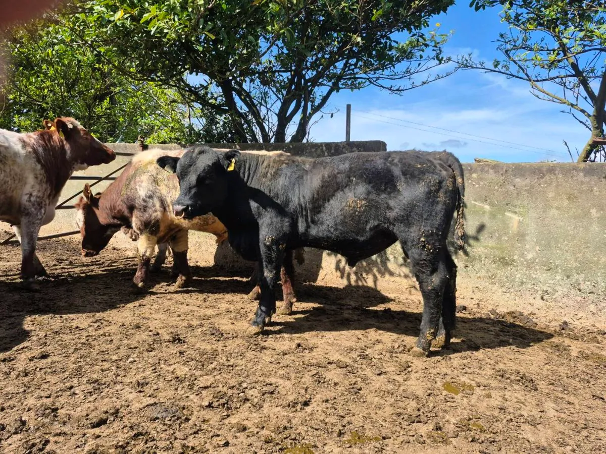 Selection Angus Bulls - Image 3