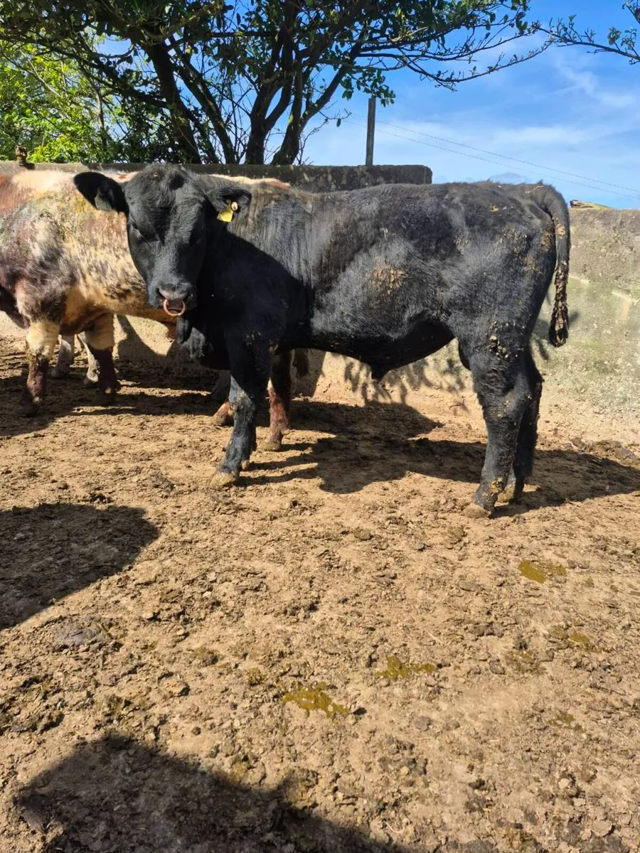 Selection Angus Bulls - Image 4
