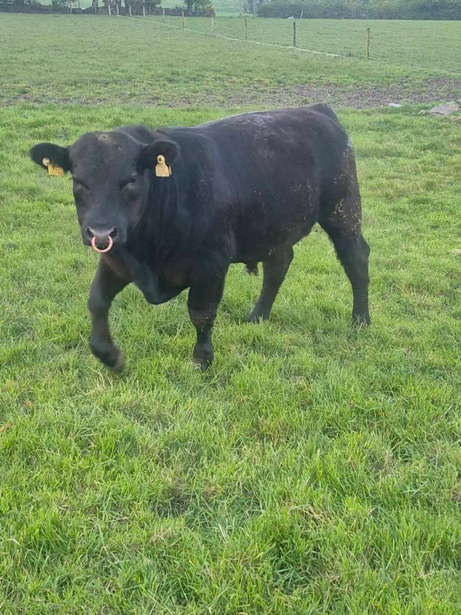 Selection Angus Bulls - Image 1