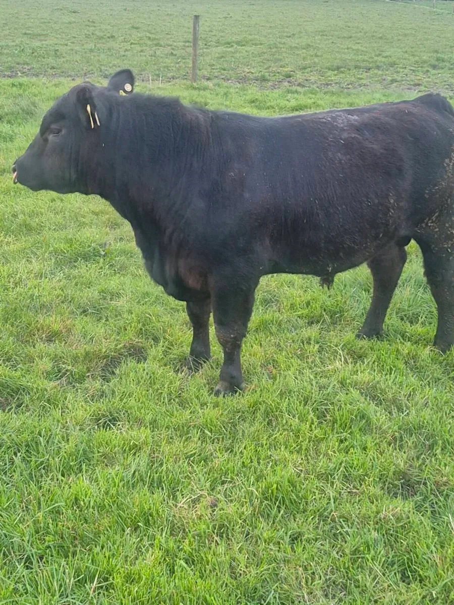 Selection Angus Bulls - Image 2