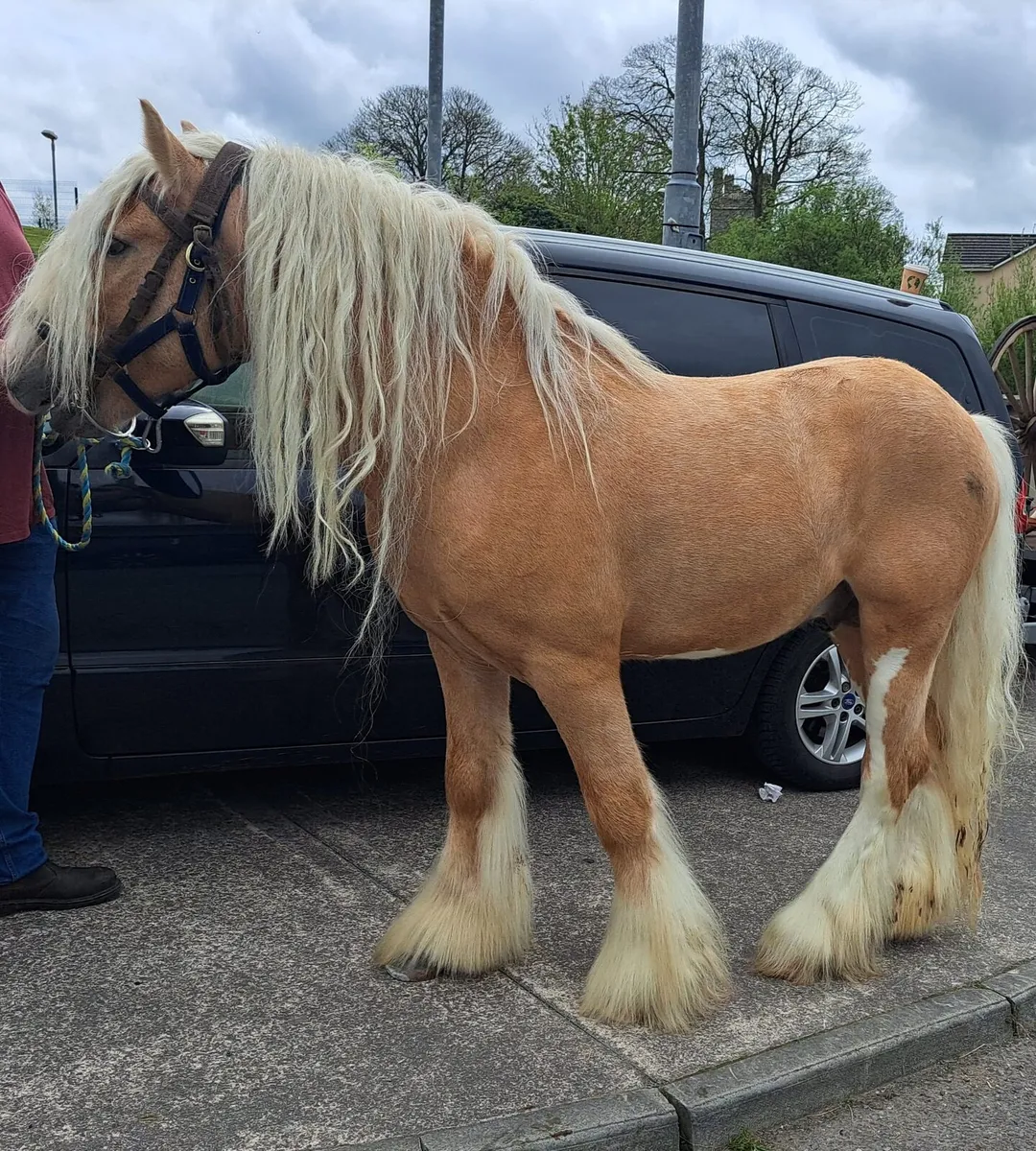 Palimino Cob stallion 14.1hh  6yr old - Image 1