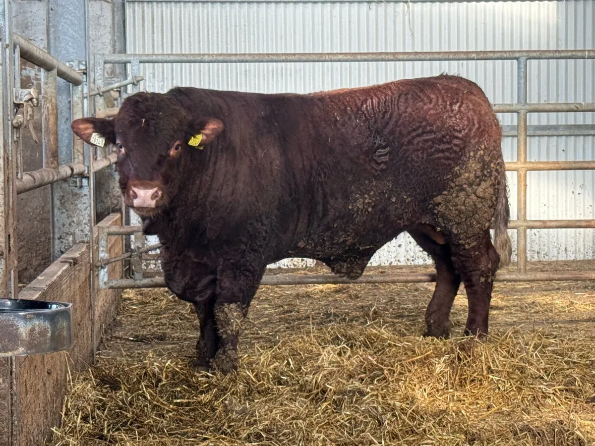 PBR Salers Bull - Image 1