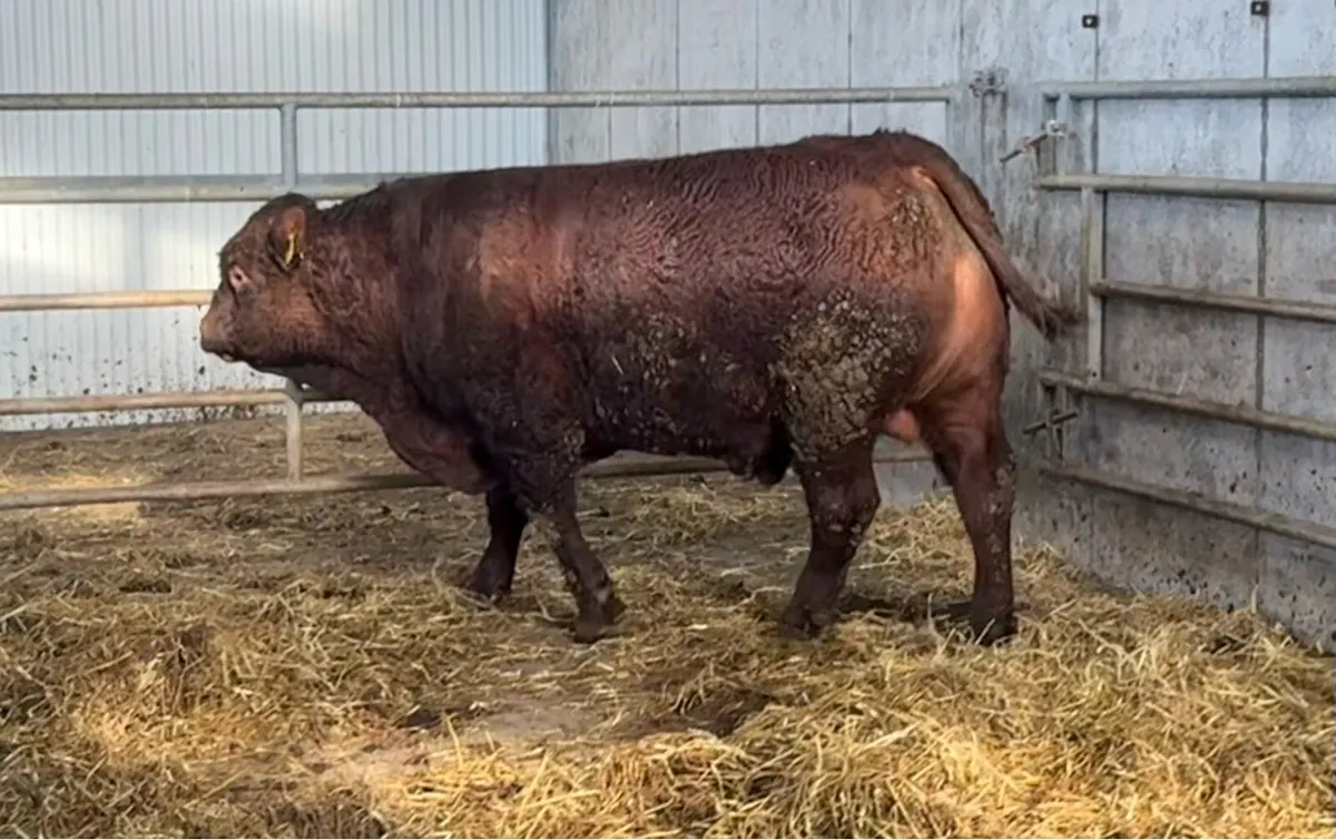 PBR Salers Bull - Image 2